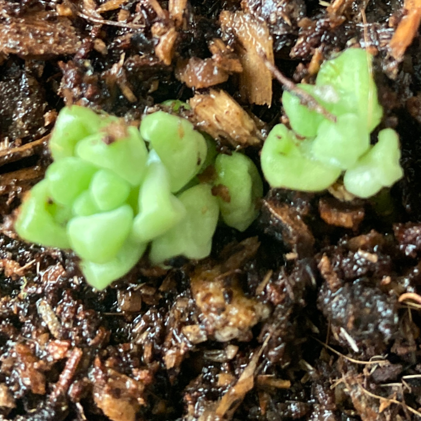 Photo of the plant species Crassula 'Talisman' by @Elspooks named Forrest on Greg, the plant care app