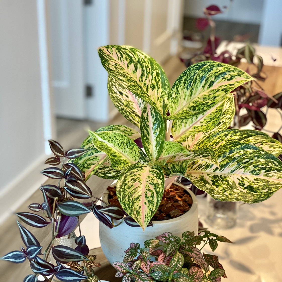 Aglaonema 'Sparkling Sarah' plant with vibrant variegated leaves in a white pot, surrounded by other plants.