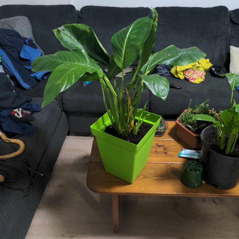 Photo of the plant species Sweet Pablo Peace Lily by @overdose named Walter on Greg, the plant care app