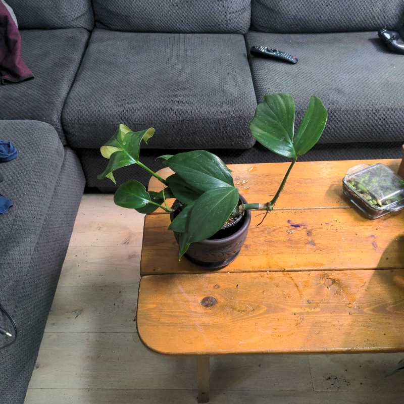 Photo of the plant species Asian Form Epipremnum Pinnatum by @overdose named Michelle on Greg, the plant care app