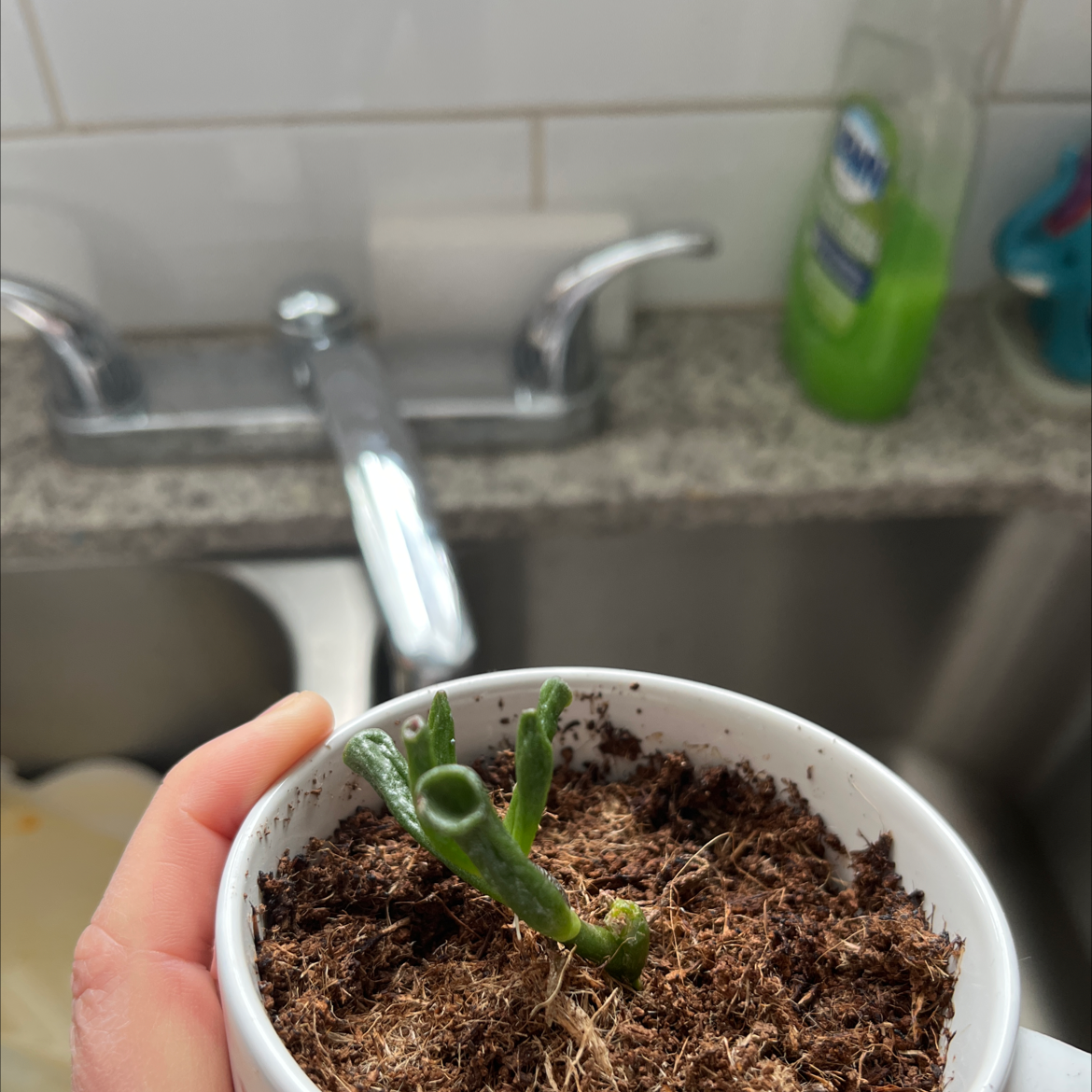 A small potted Baby Toes plant with visible soil and a few green stems. A hand is holding the pot.