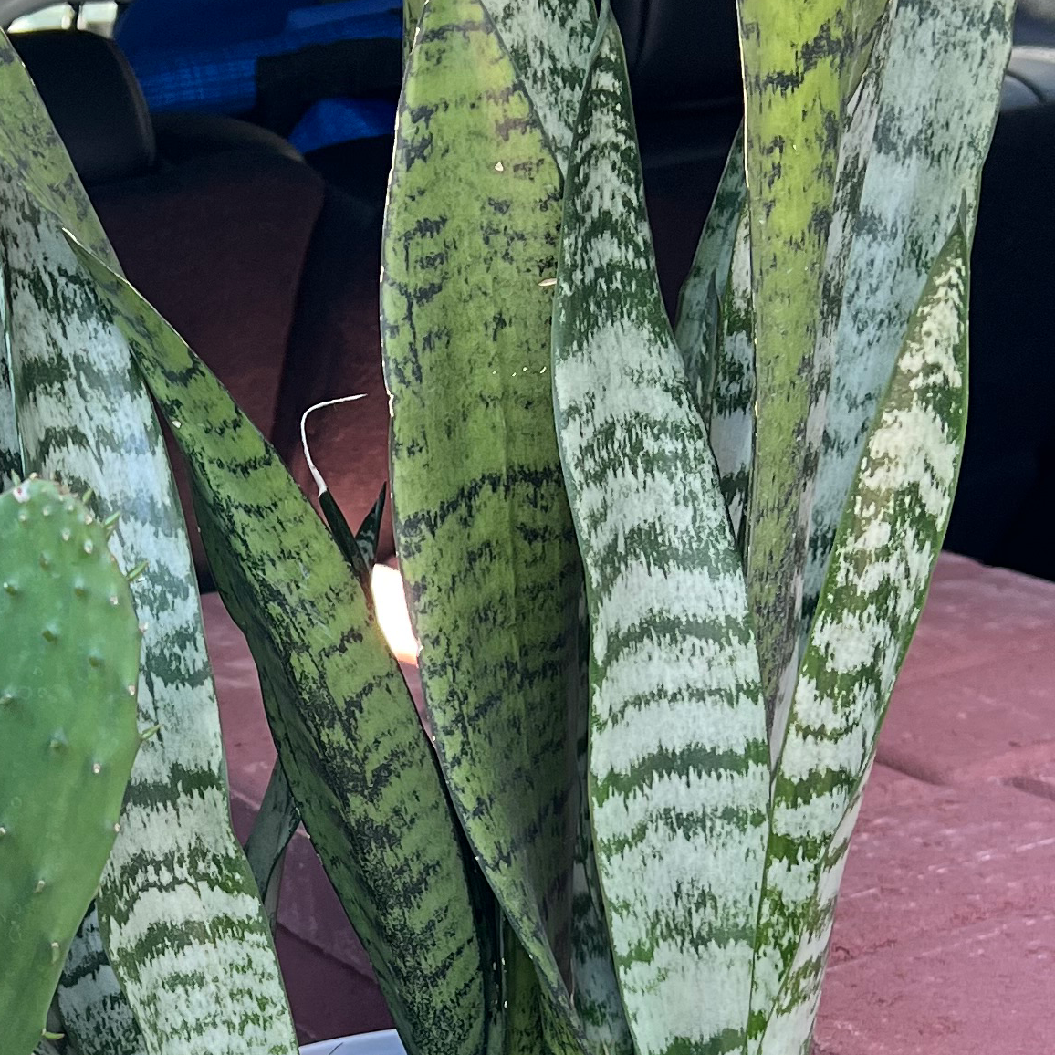 Zeylanica Snake Plant with tall, mottled green leaves. No visible signs of disease.