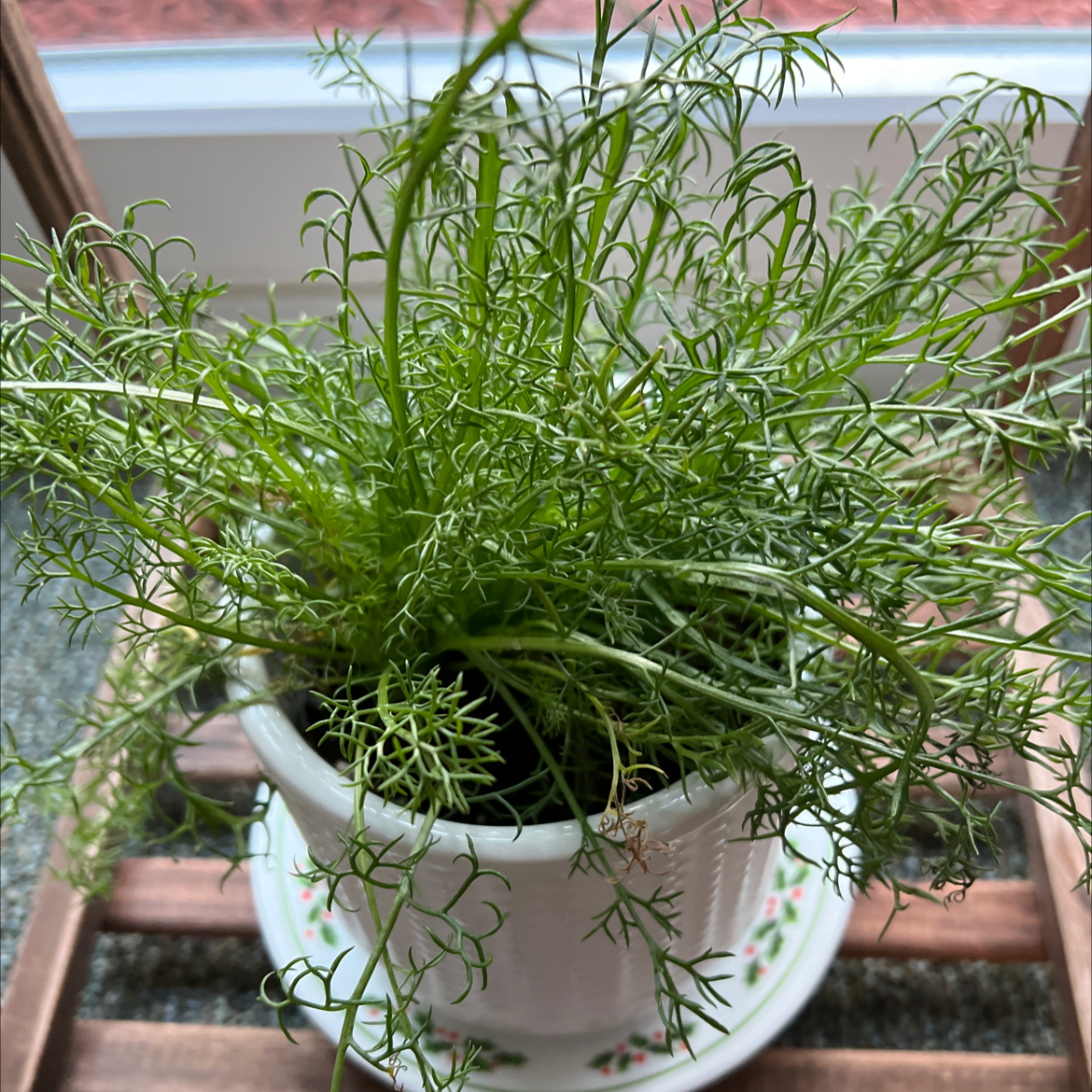 Potted German Chamomile plant with fine, feathery leaves in a white pot.