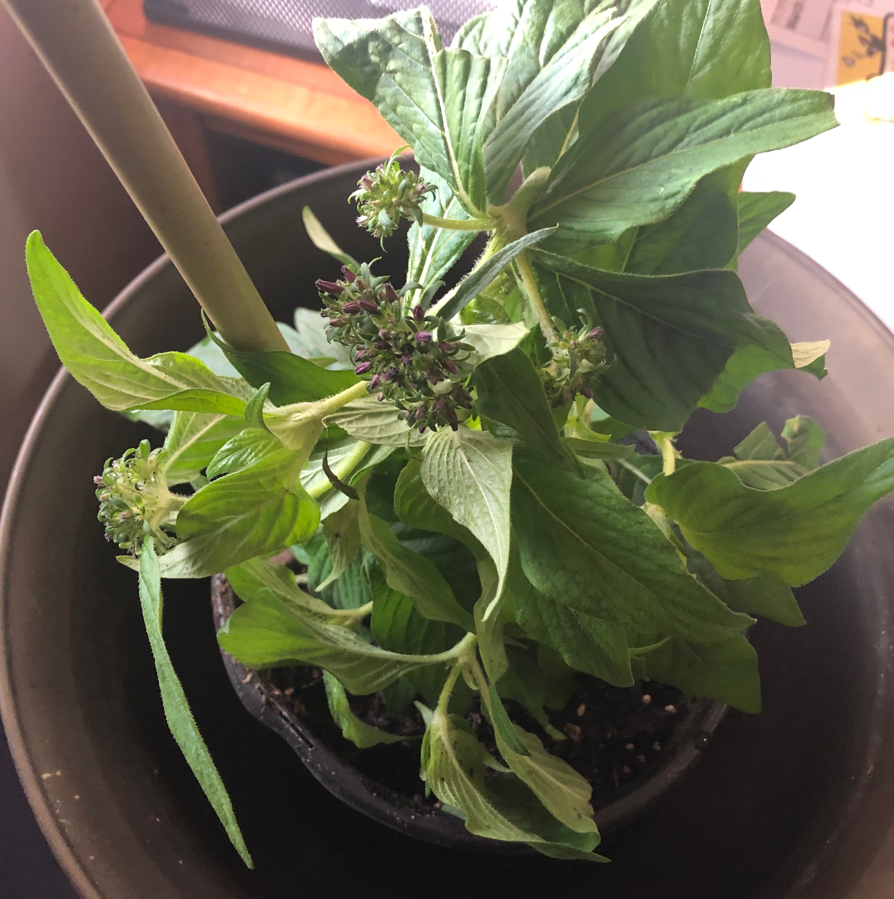 Cathy’s plant 03082022