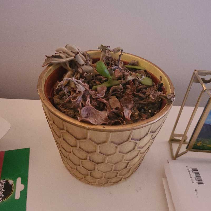 Succulent