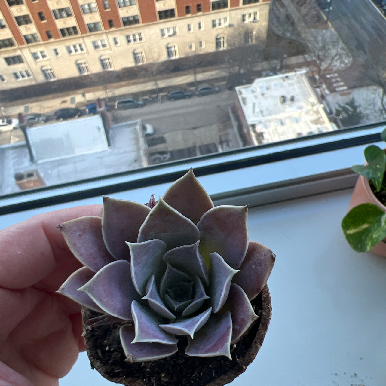 Photo of the plant species Shattering Echeveria by @VipParsley named Red pot on Greg, the plant care app