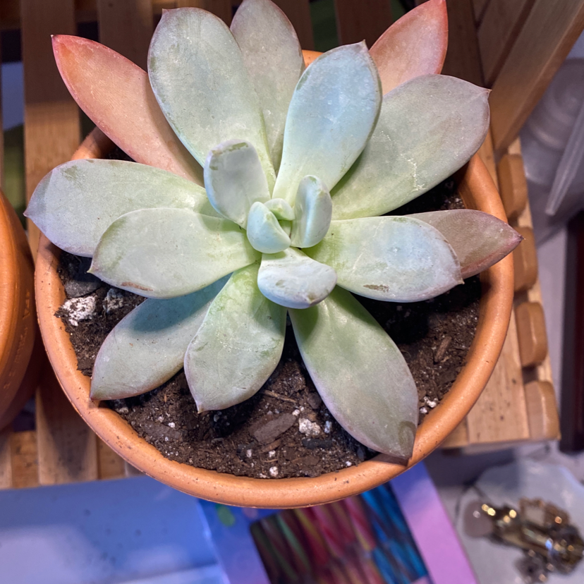 Blue Echeveria plant in a terracotta pot with healthy, fleshy leaves.
