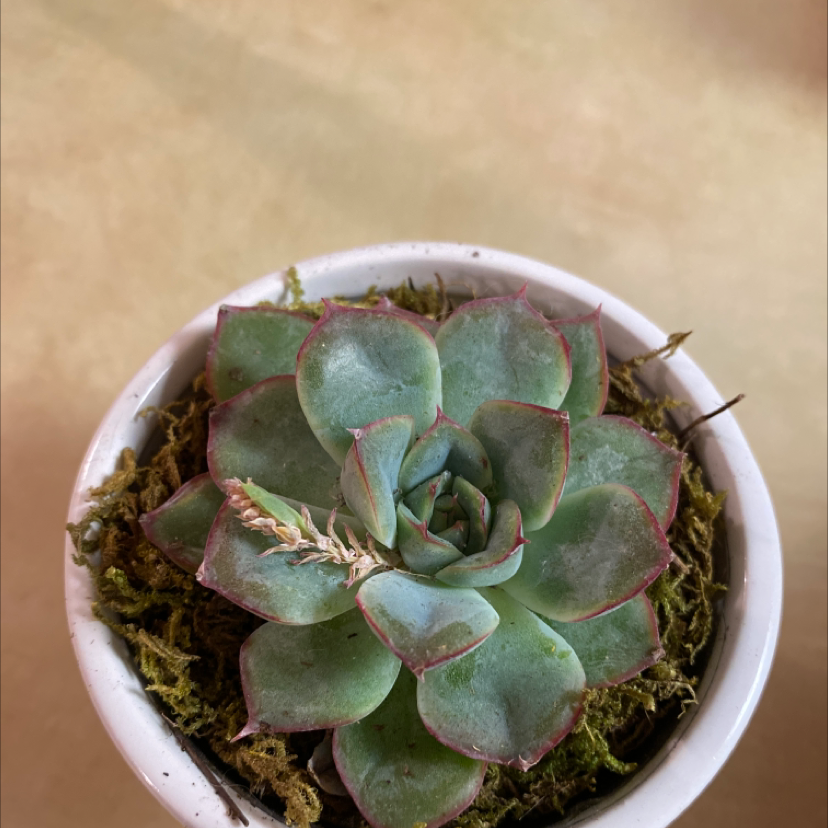 A healthy Mexican Hens succulent in a white pot with moss-covered soil.