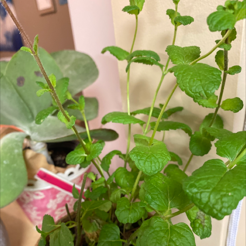 Healthy Apple Mint plant with vibrant green leaves, well-framed and in focus.