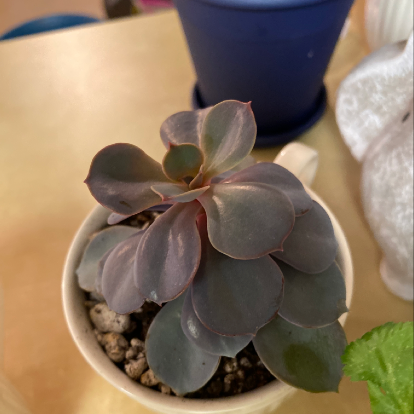 Echeveria 'Perle von Nurnberg' succulent in a small pot with visible soil.