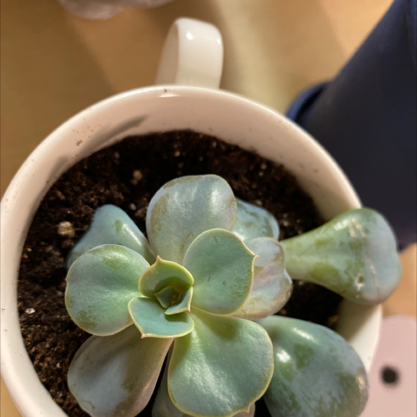Blue Echeveria plant in a small white pot with visible soil, appears healthy.