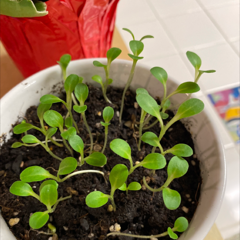 💧 Why Are My Common Thyme Leaves Droopy?