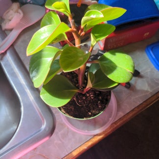 Baby Rubber Plant plant in Fitchburg, Massachusetts
