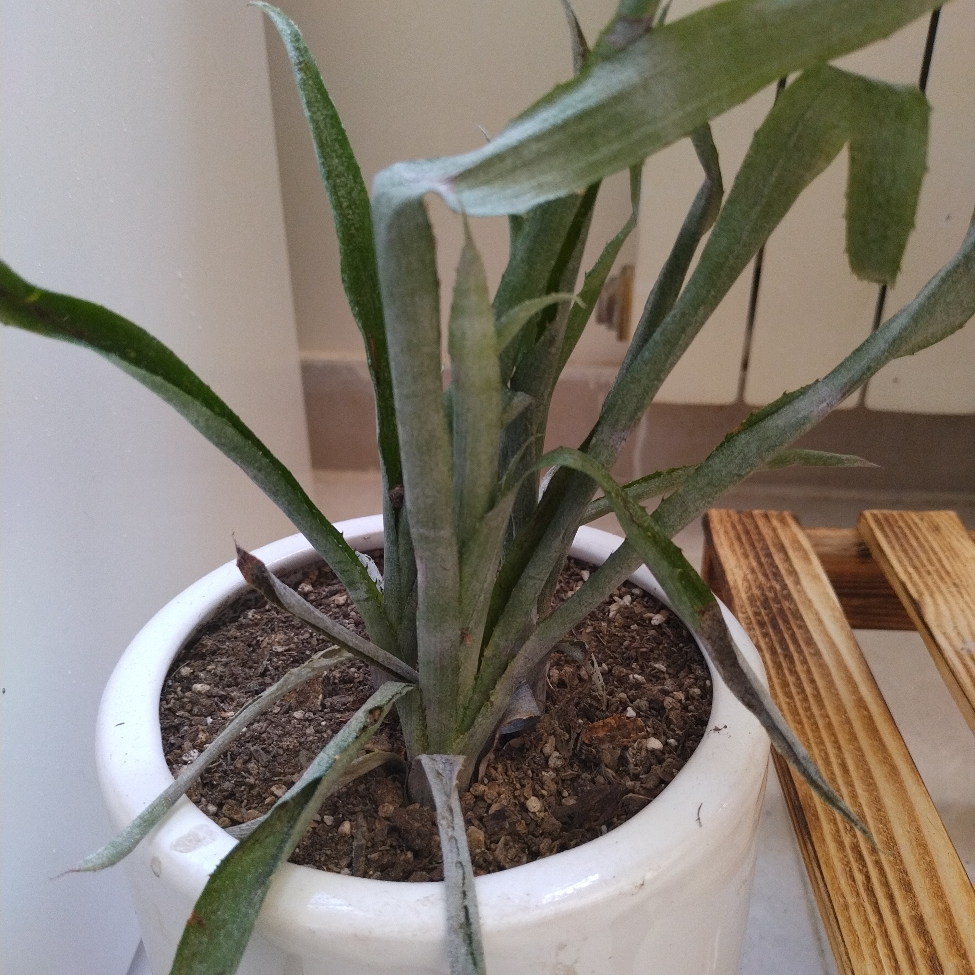 Potted Queen's Tears plant with long, narrow leaves in a white pot.