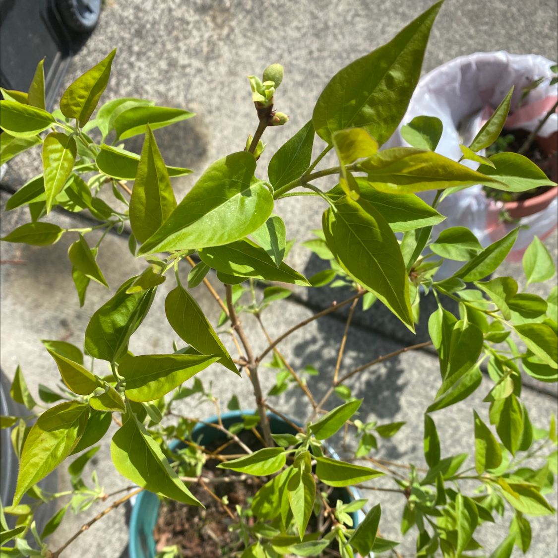 Lilac plant with green leaves and a few buds in a pot. Some minor yellowing visible.