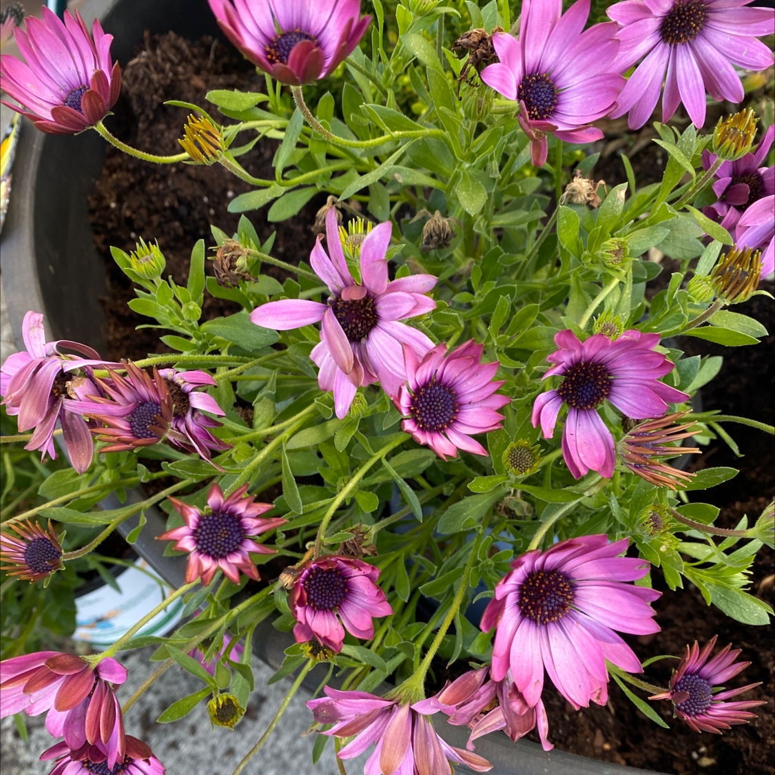 Van Staden's river daisy with vibrant purple flowers and visible soil.