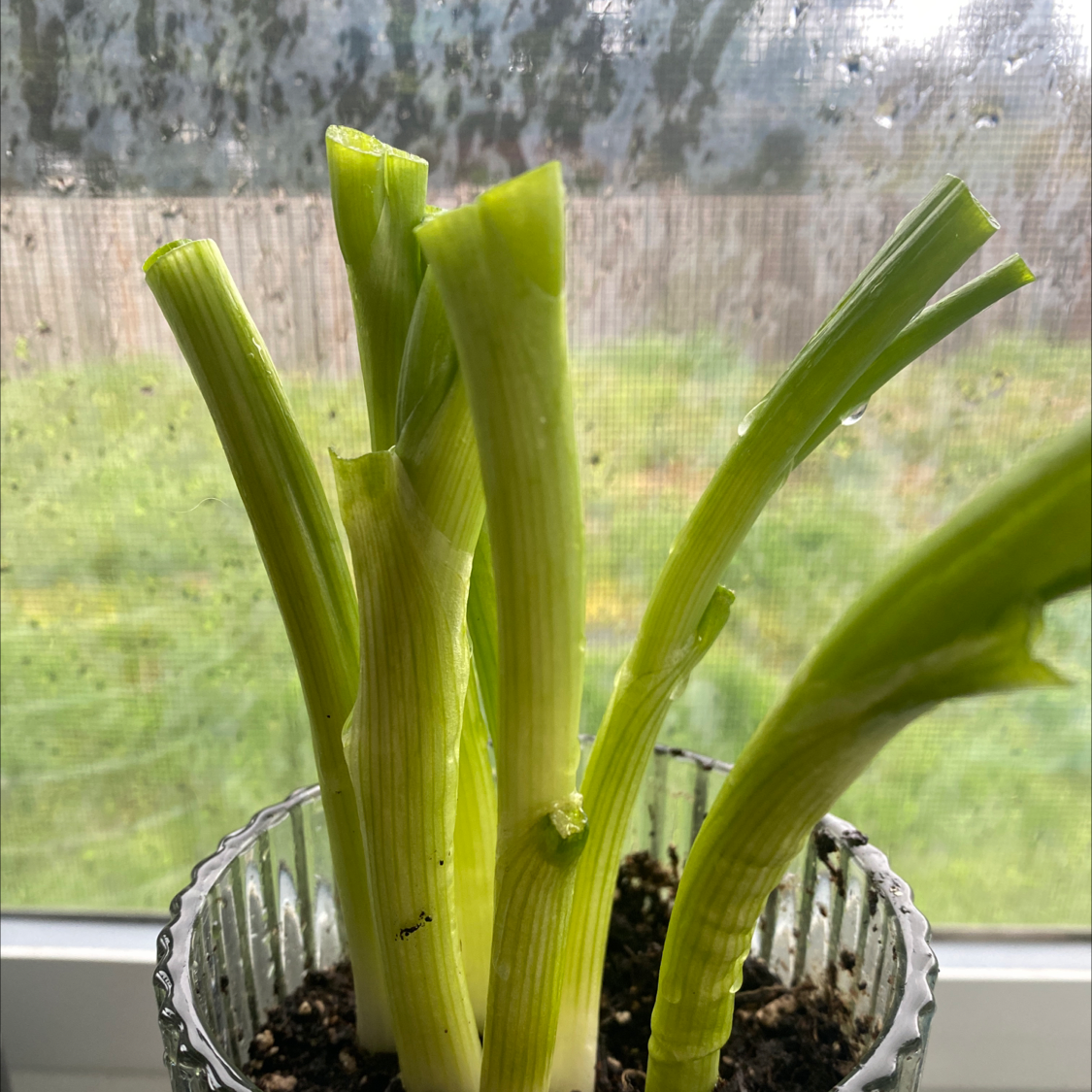 Long Green Onion plant photo by @Toriz named Onion Dip on Greg, the plant care app.