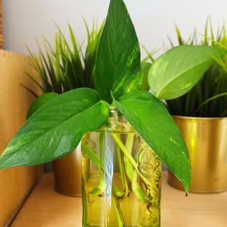 Golden Pothos plant in Seville, Andalusia