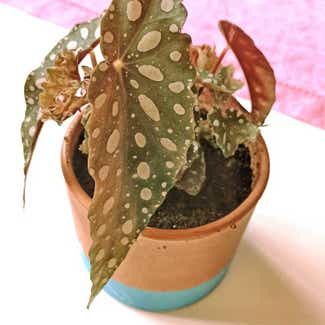 Polka Dot Begonia plant in Seville, Andalusia