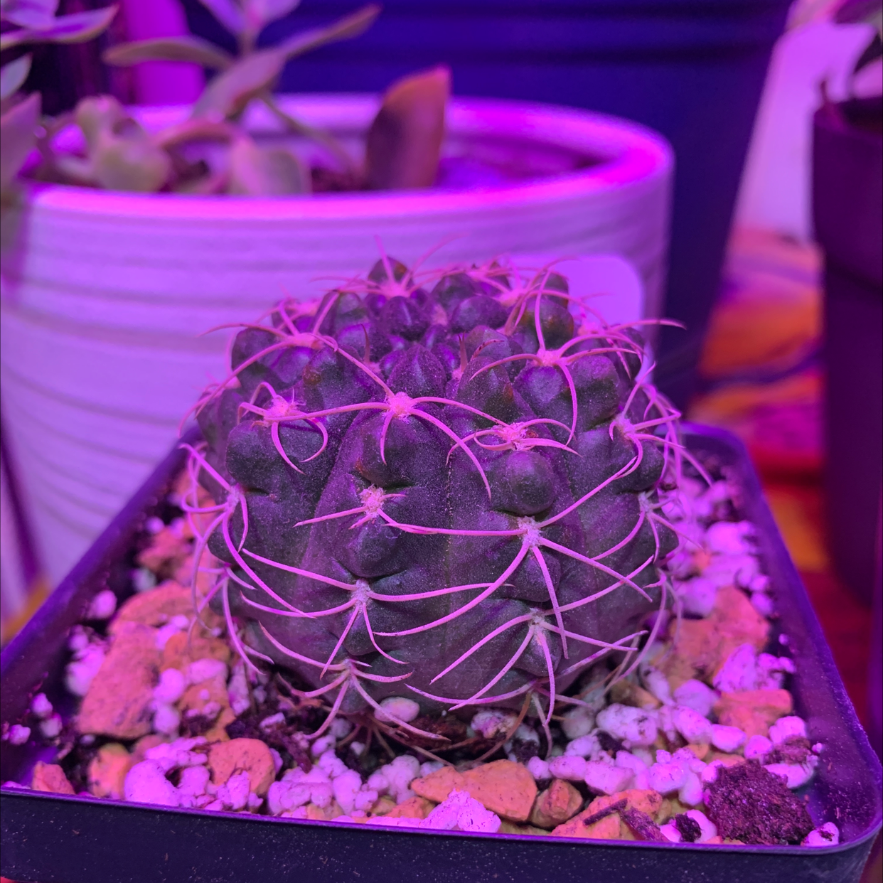 Photo of the plant species Gymnocalycium ritterianum by @PeppyRye named Baby Love on Greg, the plant care app