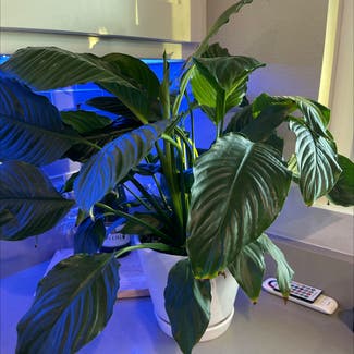 Peace Lily plant in Fort Worth, Texas