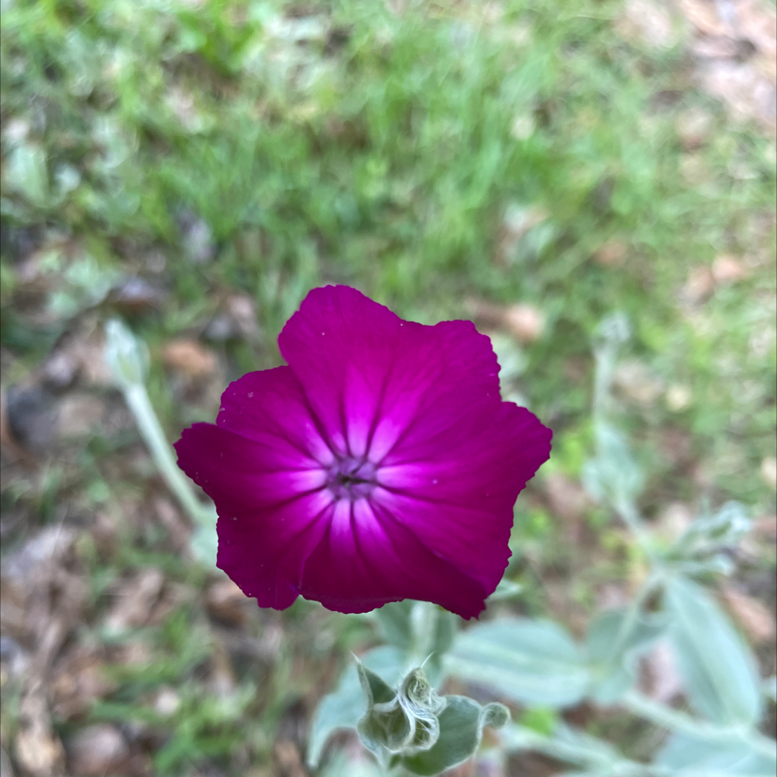Close-up of a Rose Campion flower with vibrant magenta petals.