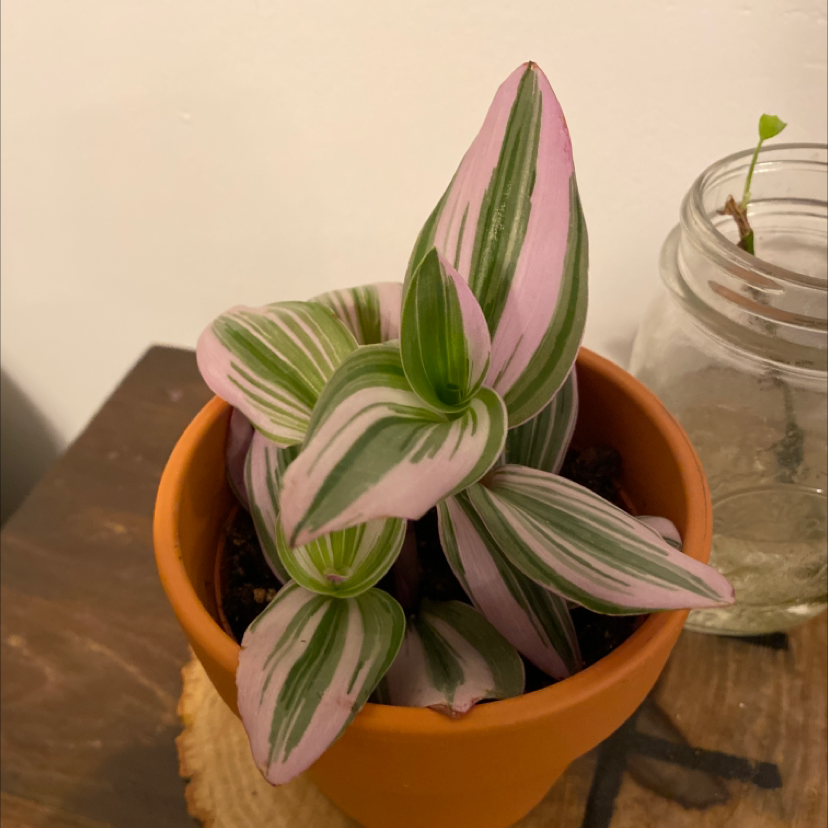 Small-Leaf Spiderwort plant photo by @Gracamole named Sasha on Greg, the plant care app.