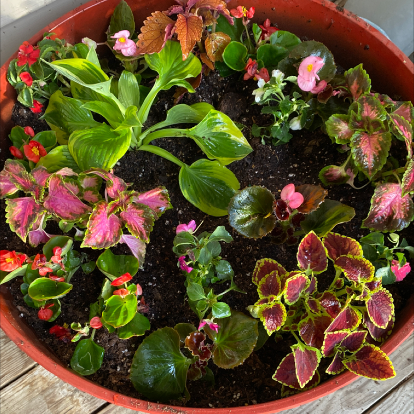 A variety of plants, including Tuberous Begonia, in a round pot with visible soil and vibrant colors.