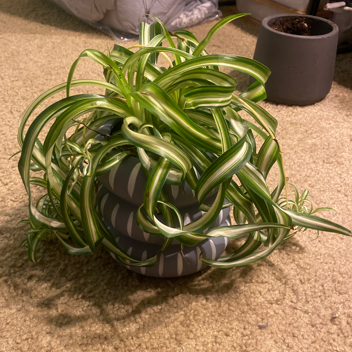 Curly Spider Plant in a decorative pot on a carpeted floor, appearing healthy with vibrant green and white striped leaves.