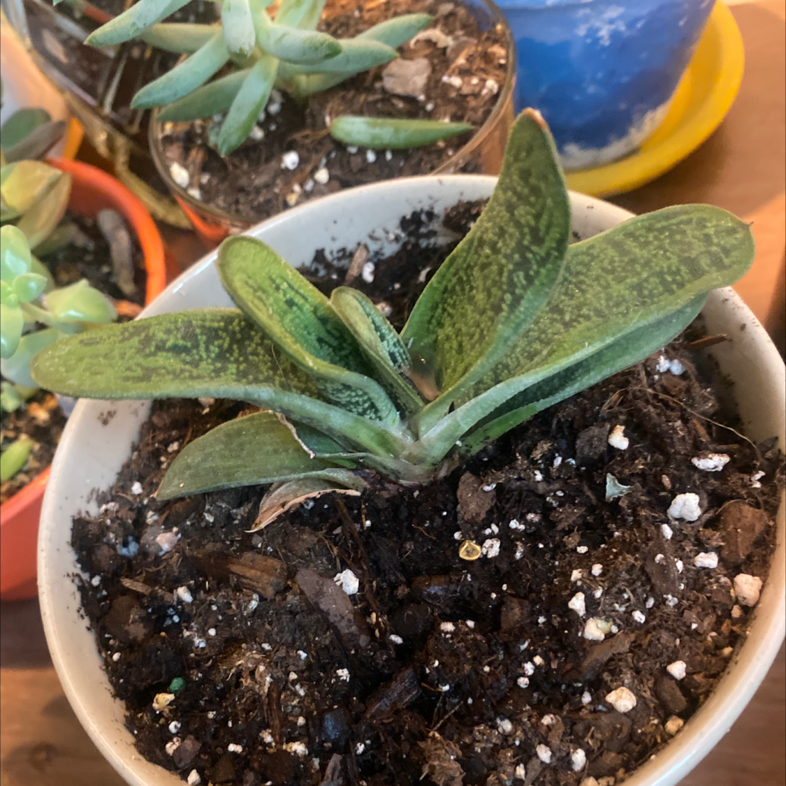 Healthy Ox Tongue succulent plant with thick green leaves in a colorful pot, soil visible.