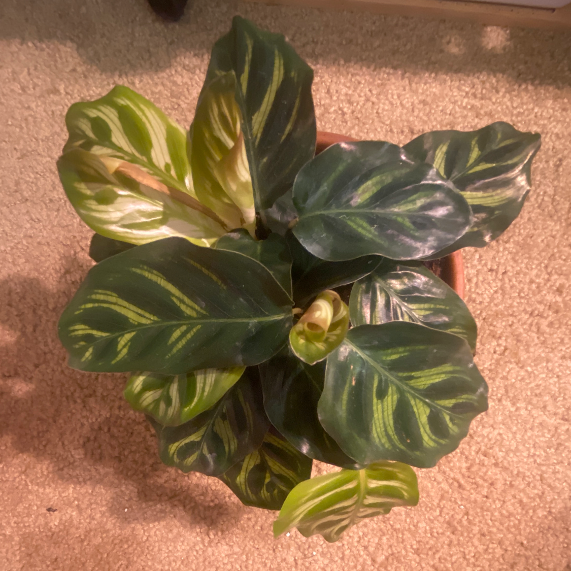 Close-up of a healthy Calathea roseopicta plant with lush, glossy, dark and light green patterned leaves.