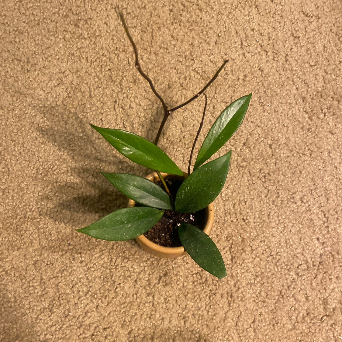 Close-up of a healthy young waxplant specimen with glossy green leaves in a small terracotta pot.