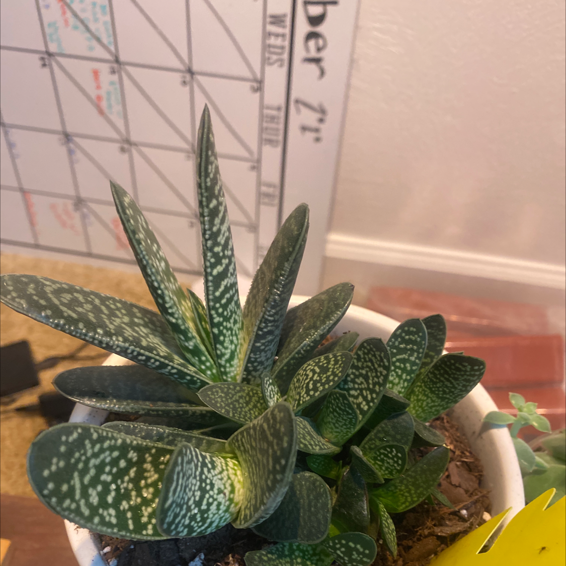 Healthy Gasteria plant with spotted tongue-shaped leaves radiating from center, in decorative container against ruler.