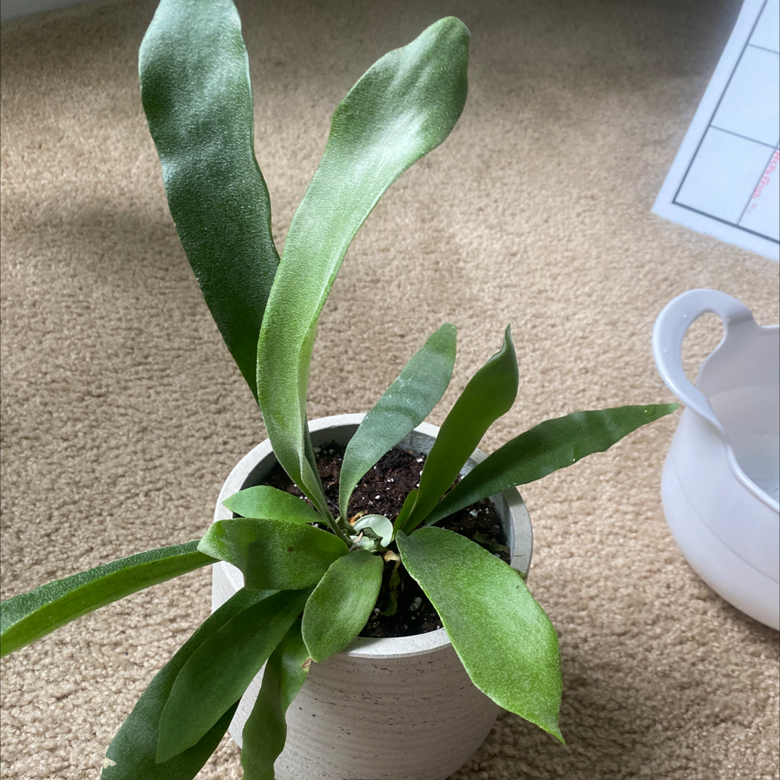 Potted Elkhorn Fern with green fronds in a white pot on a carpeted floor.