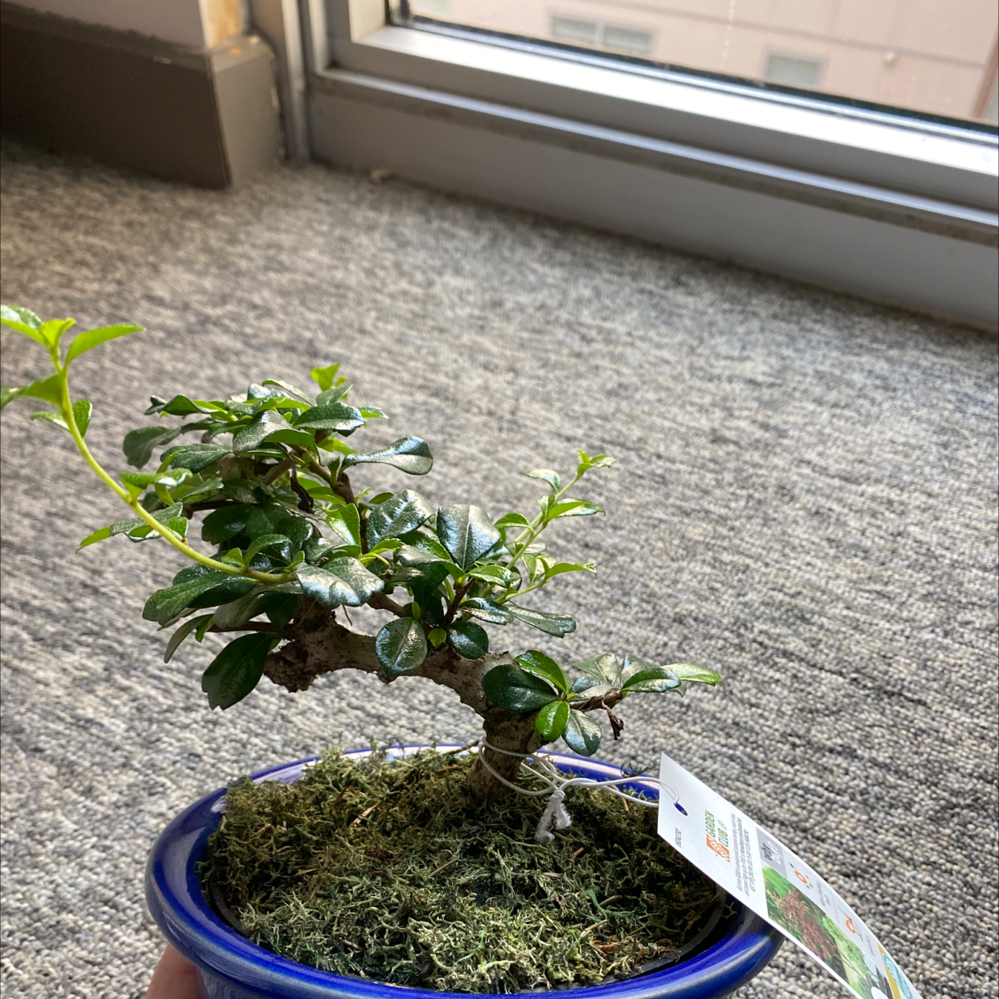 Golden Gate Ficus plant photo by @shannonelliott named Francesca on Greg, the plant care app.