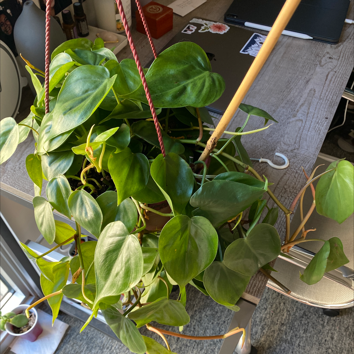 Philodendron Scandens plant photo by @shannonelliott named Spade on Greg, the plant care app.