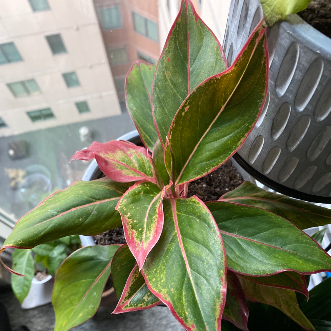 Red Siam Aurora Aglaonema plant with green and red-edged leaves, slight yellowing and browning visible.
