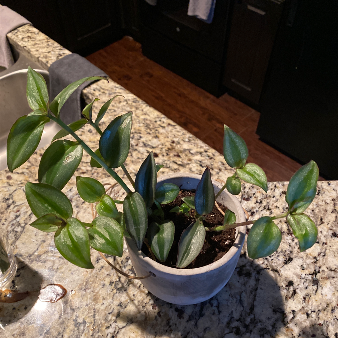Spiderwort plant photo by @shannonelliott named Sherb on Greg, the plant care app.