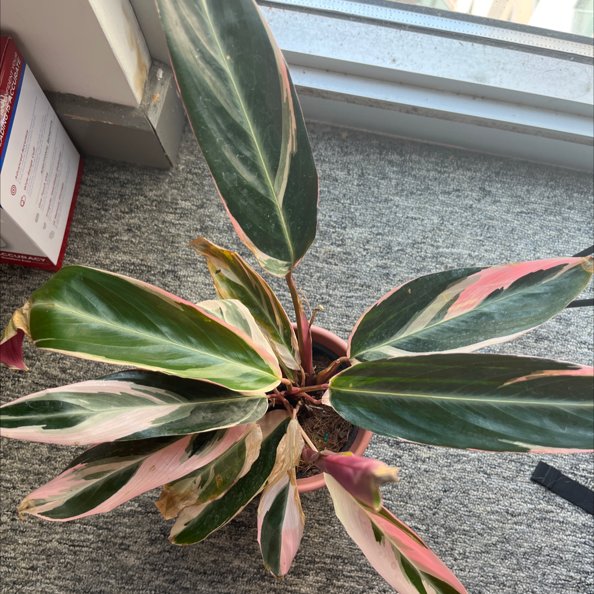 Never Never Plant in a pot with variegated leaves showing some browning tips, placed indoors near a window.