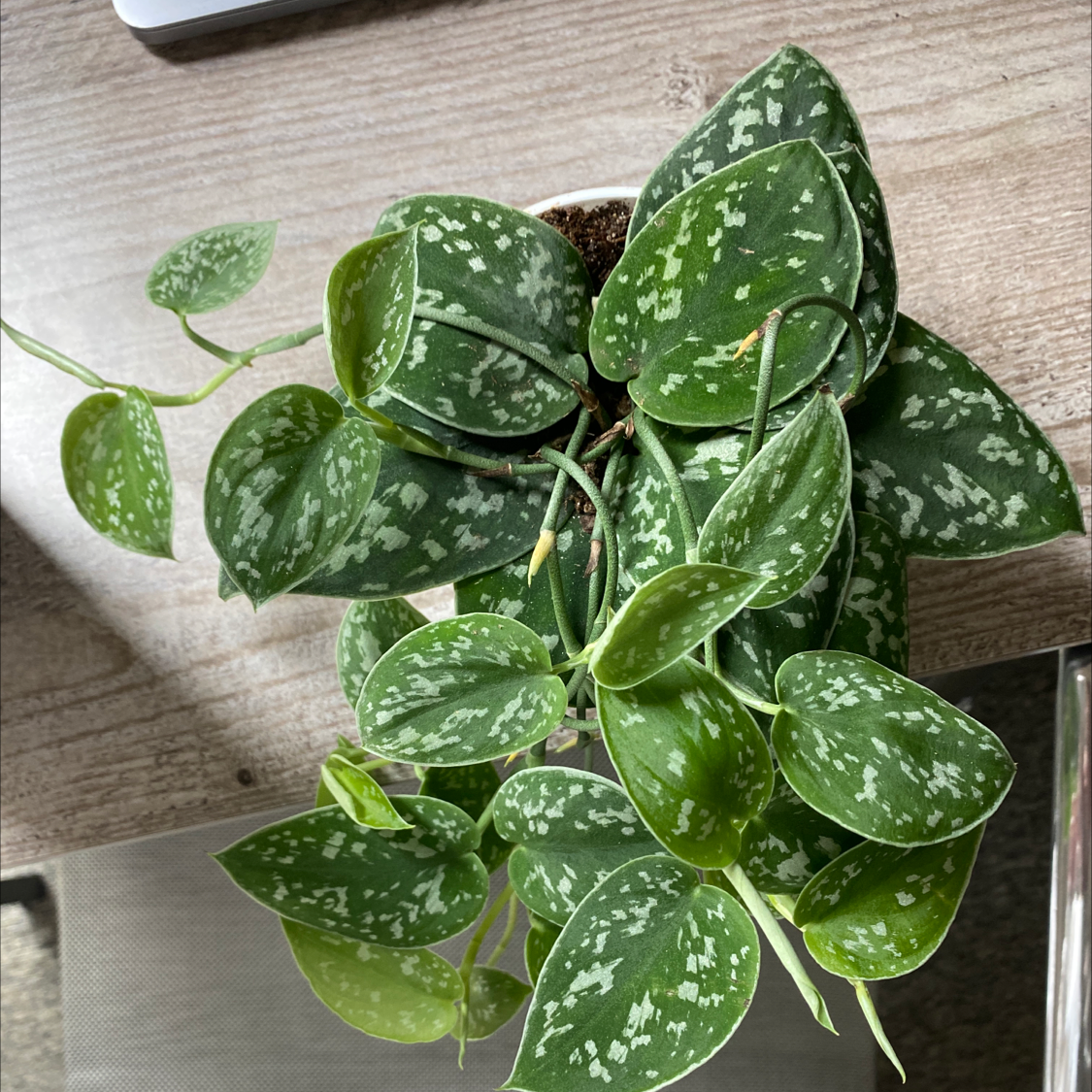 Satin Pothos plant photo by @shannonelliott named Matcha on Greg, the plant care app.