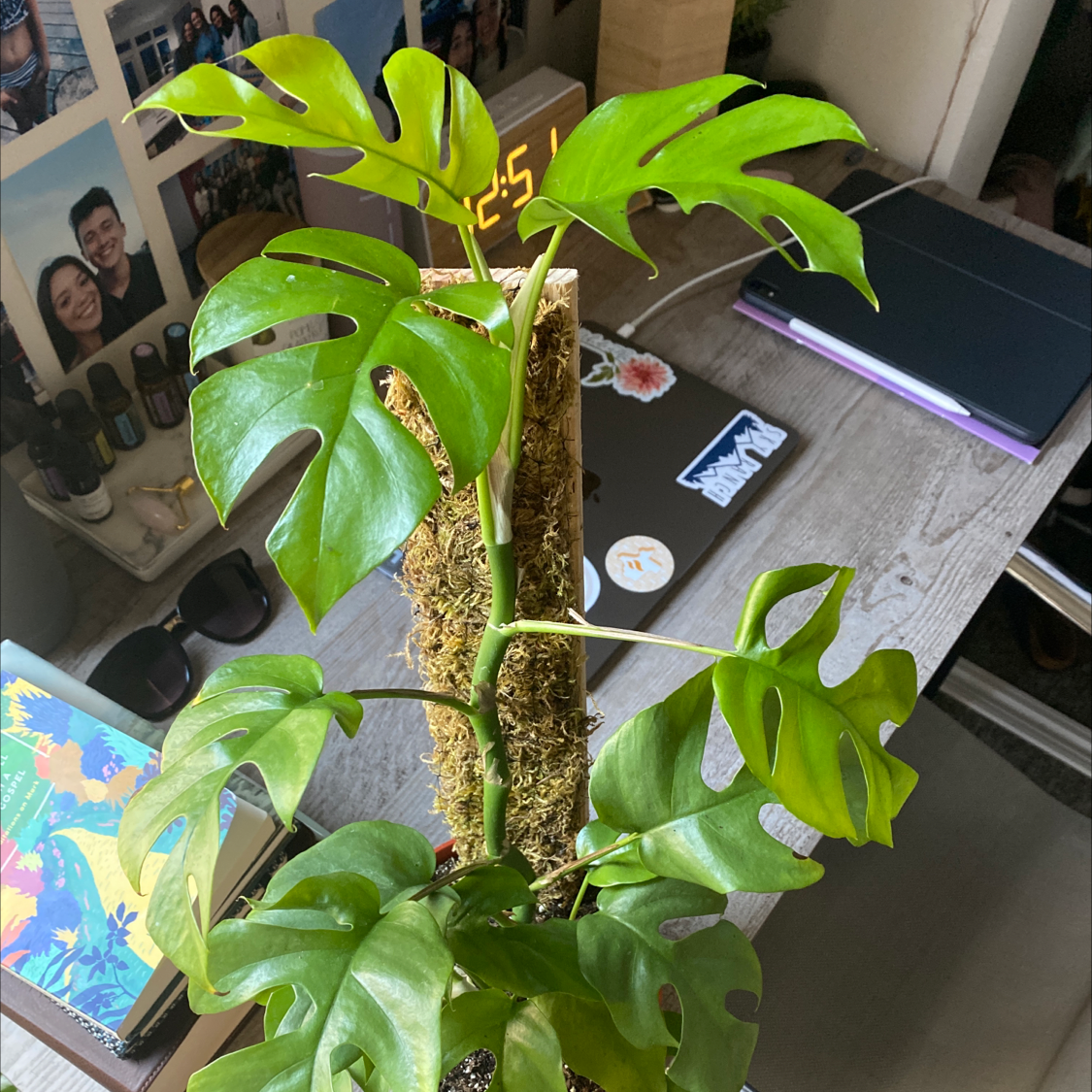 Mini Monstera plant photo by @shannonelliott named Ronaldo on Greg, the plant care app.