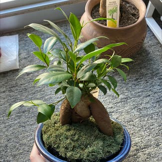 Ficus Ginseng plant in Austin, Texas