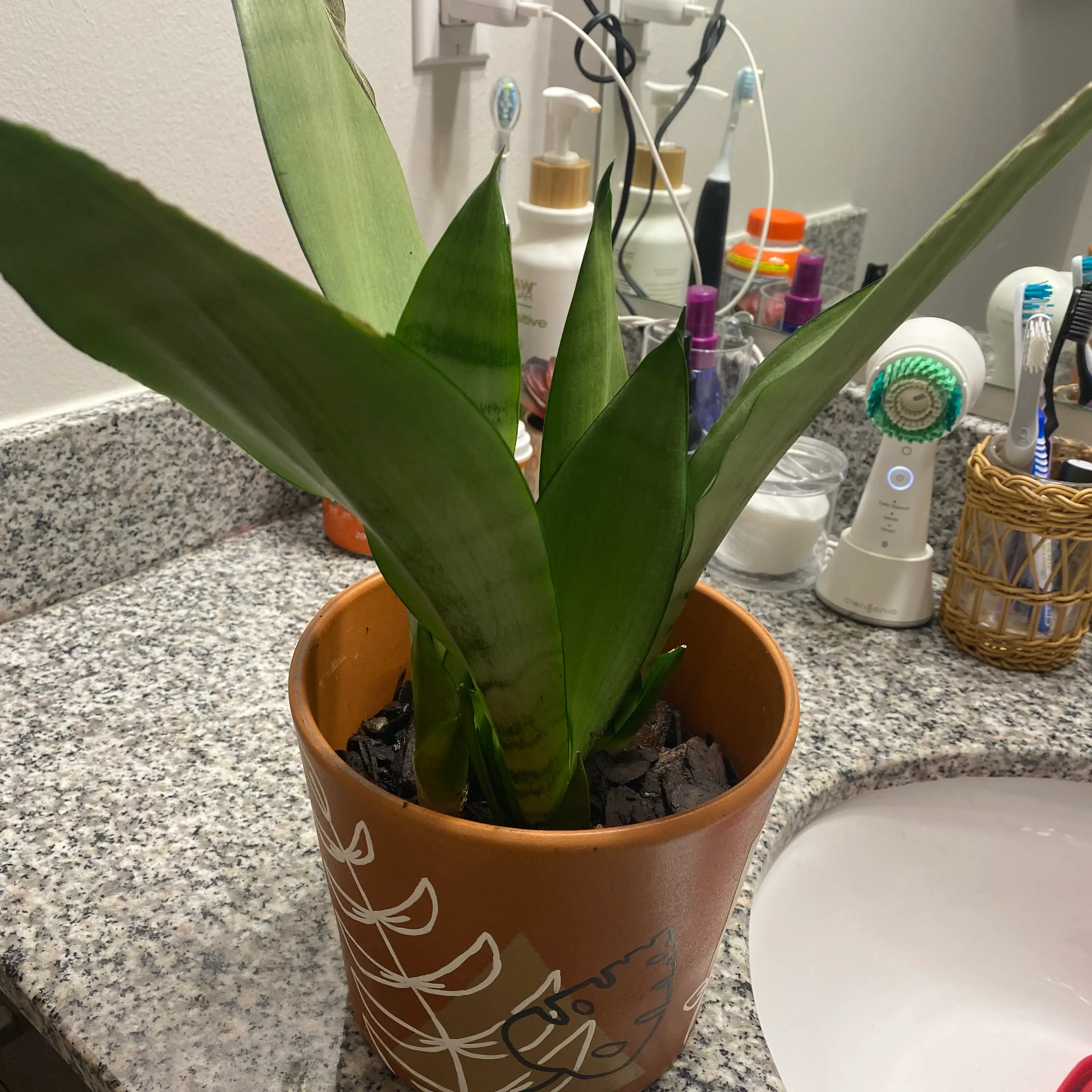 Potted Silver Snake Plant on a bathroom counter, healthy with upright green leaves.
