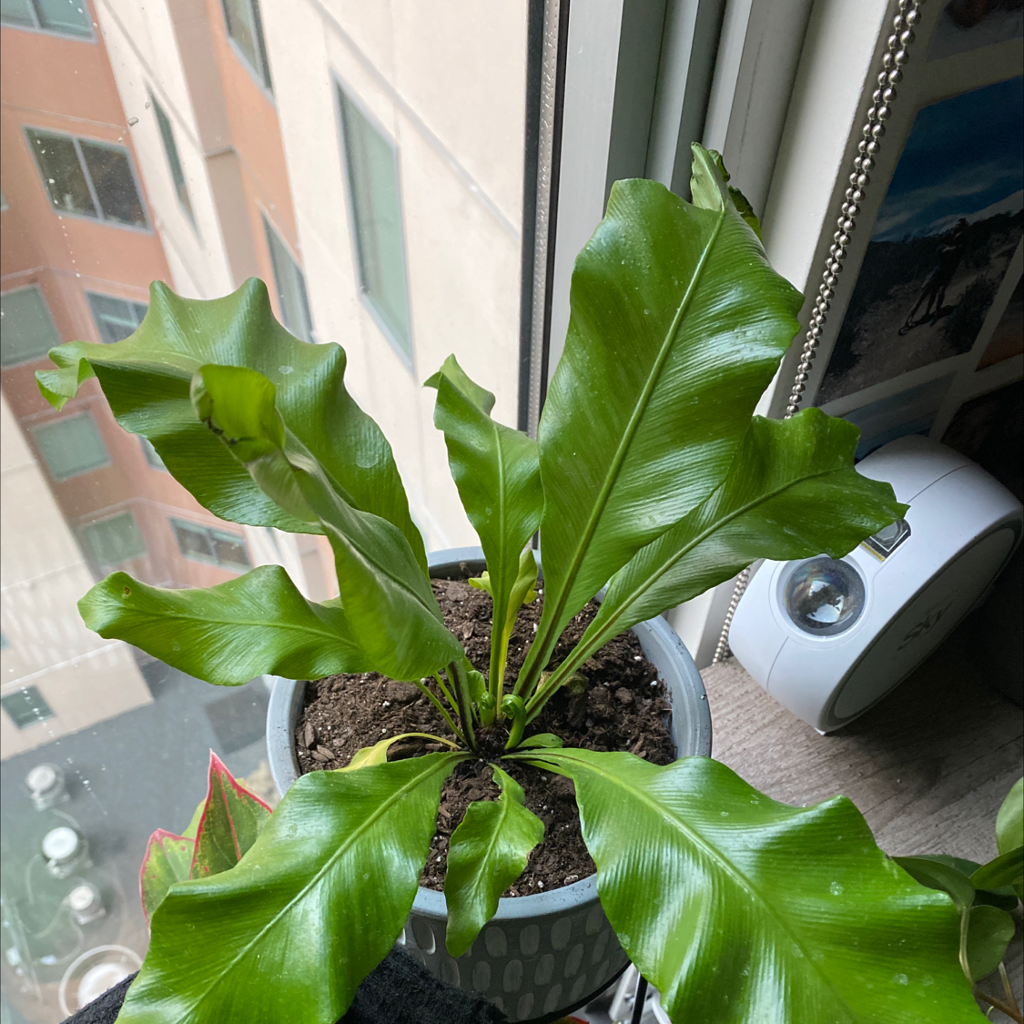 Bird's Nest Fern plant photo by @shannonelliott named Fern on Greg, the plant care app.