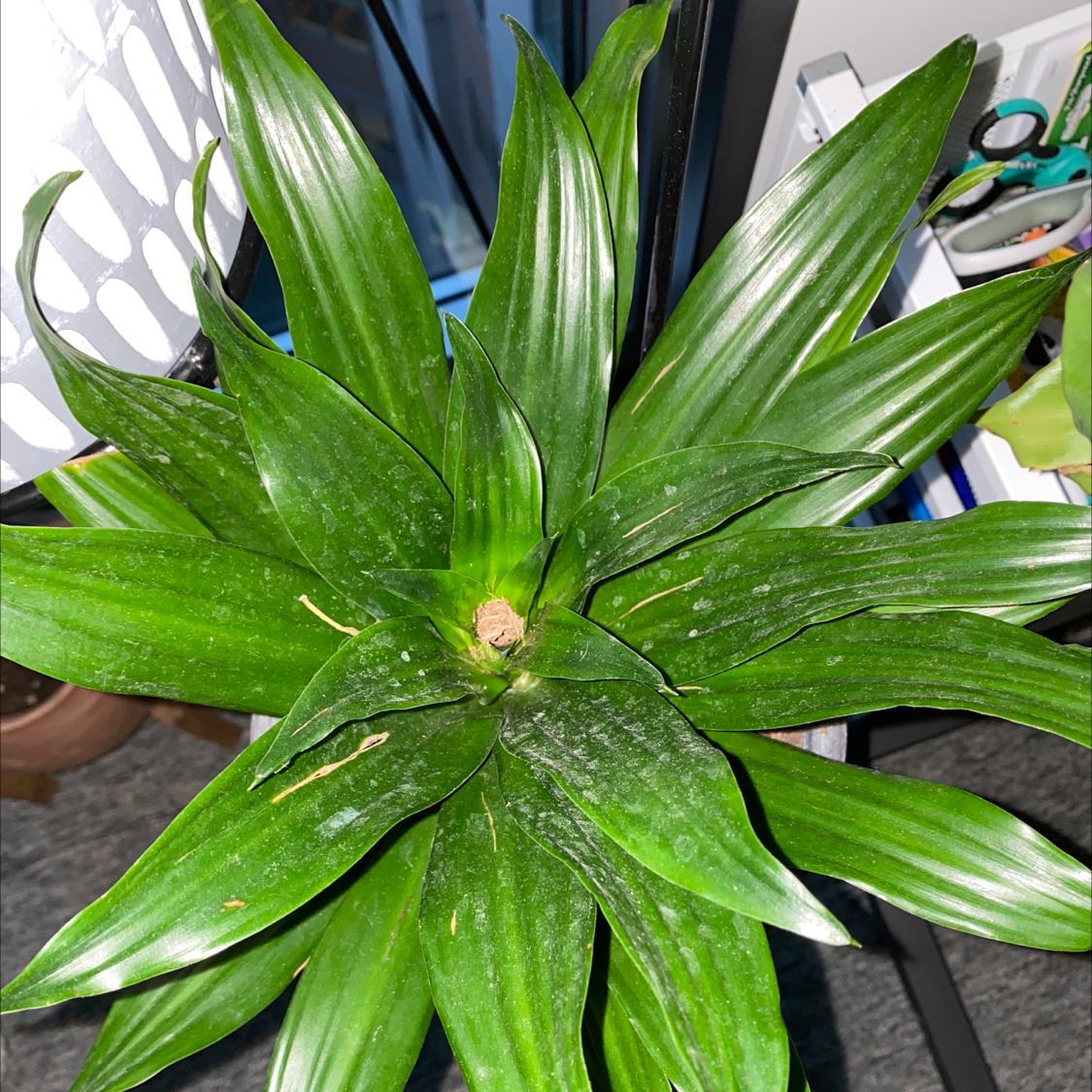 Cornstalk Dracaena plant photo by @shannonelliott named Celebi on Greg, the plant care app.