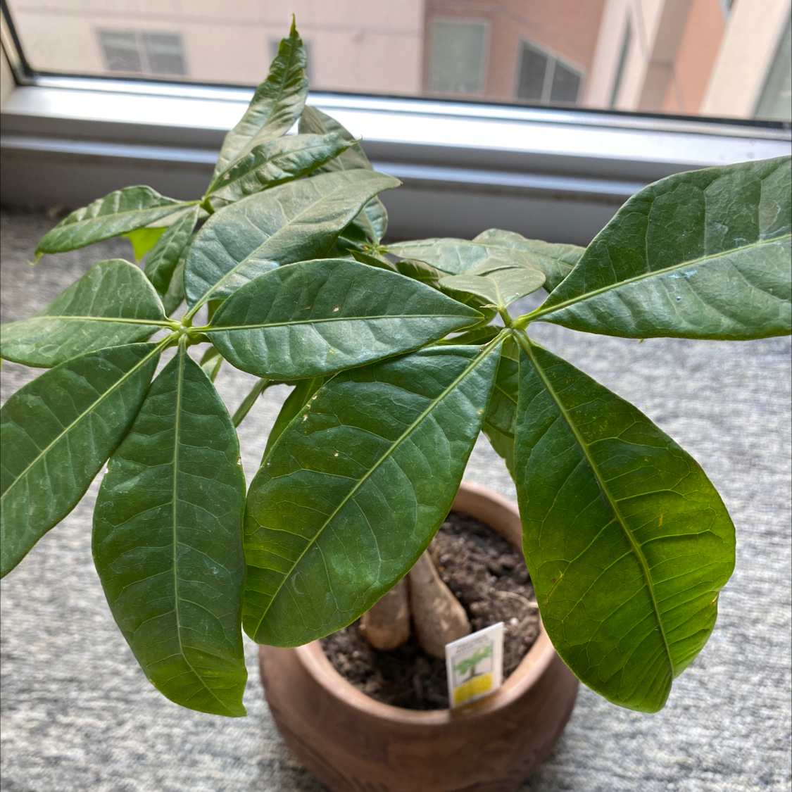 Money Tree plant photo by @shannonelliott named Rupee on Greg, the plant care app.