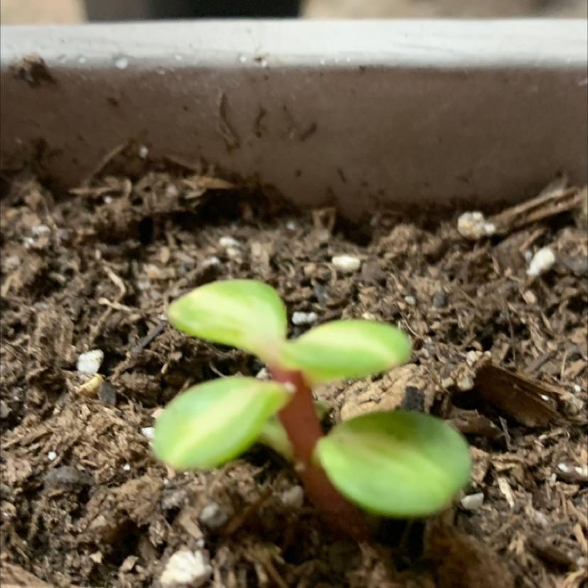 Photo of the plant species Portulacaria afra 'Aurea' by @Jacoplants named Sage on Greg, the plant care app