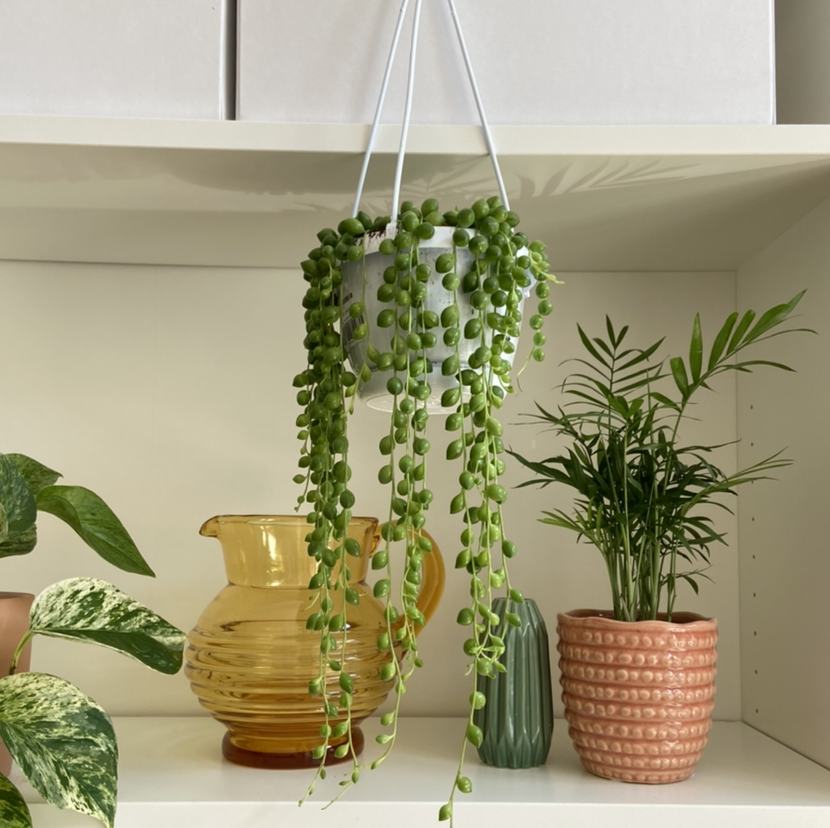 Photo of the plant species String of Pearls by Toni named Senecio Rowleyanus on Greg, the plant care app