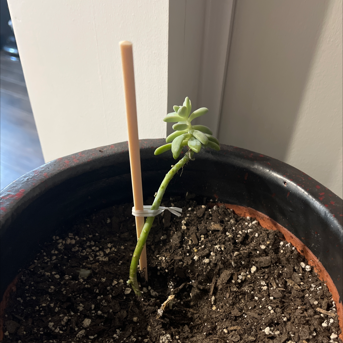 A small leggy succulent plant supported by a stick in a pot with visible soil.
