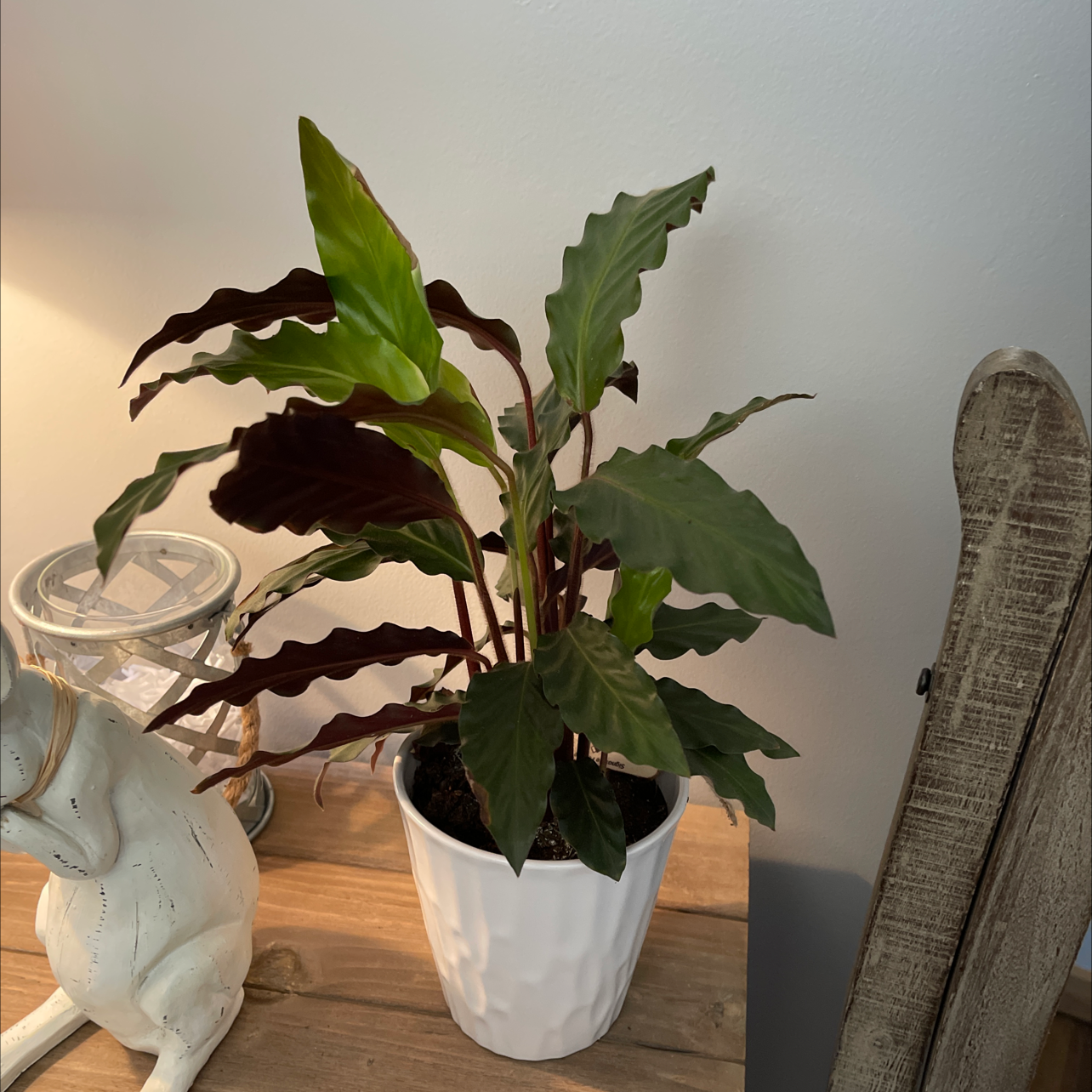 Furry Feather Calathea plant in a white pot on a wooden surface, appears healthy.
